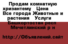 Продам комнатную хризантему › Цена ­ 250 - Все города Животные и растения » Услуги   . Башкортостан респ.,Мечетлинский р-н